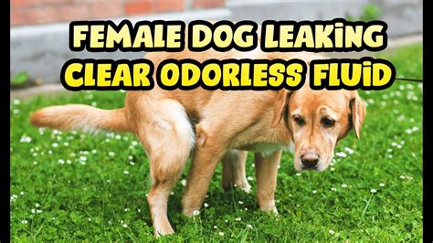 Dog Leaking Clear Fluid from Anus: 8 Causes。